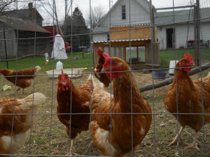 Chickens 3/16
