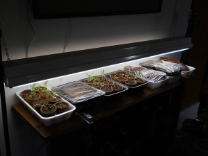 Starting plants indoors, March 2016