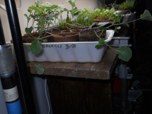 Broccoli before split-out