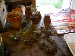 Young seedlings split-out