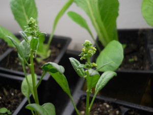 Spinach starting to go to seed.