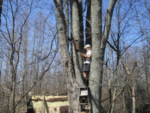Putting up the bat house