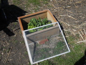 Cold Frame