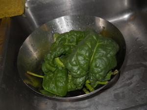 Home grown spinach for our dinner. 