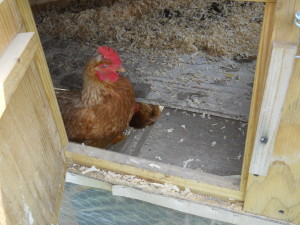 Sliding Door in the Floor