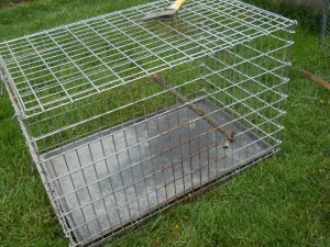 Old kennel with a stick inserted for a roosting perch.