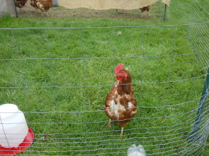 Frittata's missing breast feathers and wounds.