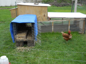 Dog kennel chicken coop.