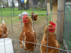 Frittata on the left, looking a bit hen-pecked.
