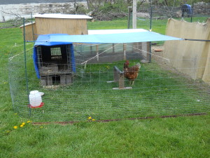 Frittata hangin' in her new digs.