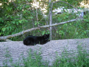 Bebe surveying his hunting grounds from one of the seven more trees we took down this year