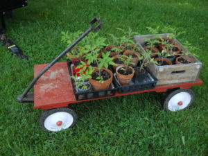 Some of our home grown seedings ready to plant on board our rebuilt extended bed Radio Flyer!