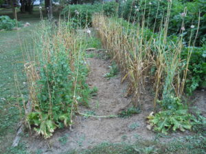 Garlic bed just before harvest. The green in the foreground is just some volunteer lettuce gone to seed