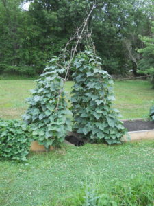 Pickle arbor end of July