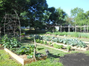 Overall shot of the raised beds with pickles & zukes, broccoli, cabbage, eggplant, leeks and onions