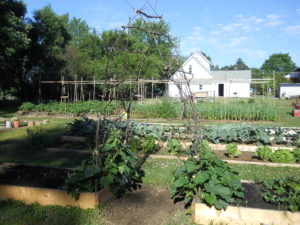 Our pickle arbor made from sticks. About 9 feet high. This pic is early, from around Juy 4. The plants are now over our heads and about to meet in the middle.